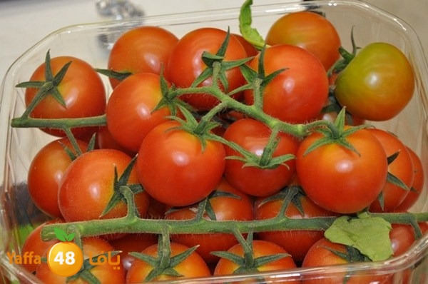 souq gan temar (28).JPG